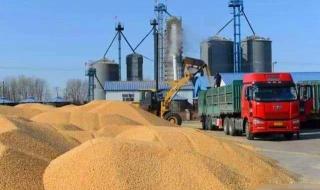 哪些国家宣布粮食禁止出口 全球多国禁止粮食出口